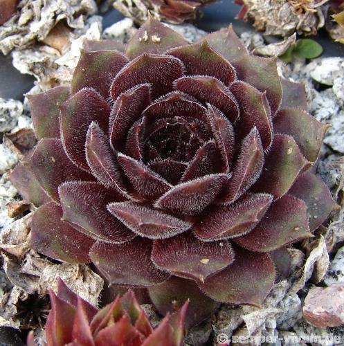 Velvet Blush