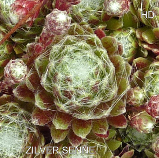 Zilver Senne