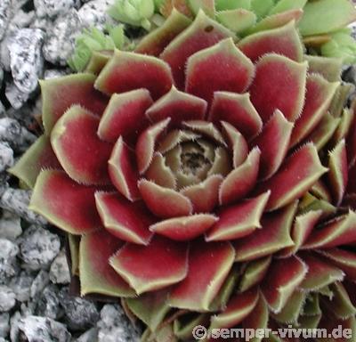 Rosenhügel