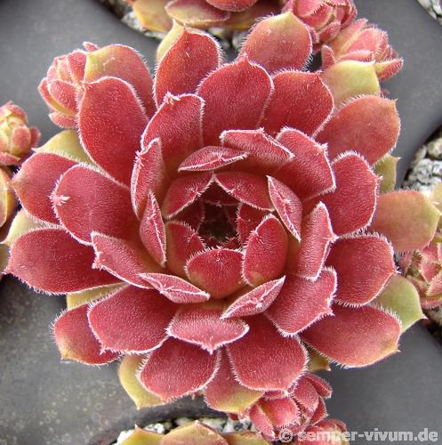 Velvet Blush