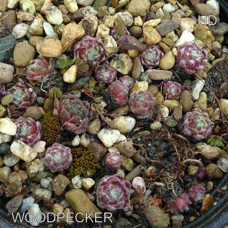 Woodpecker