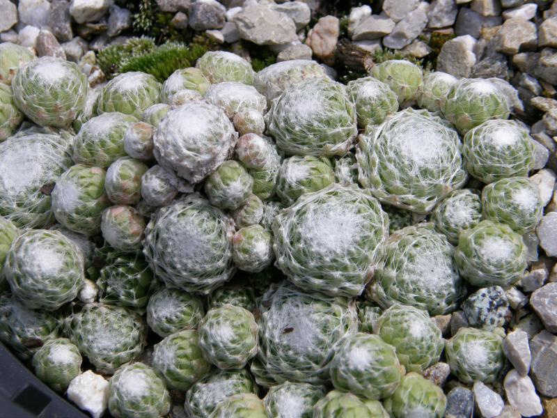 Vitementosum