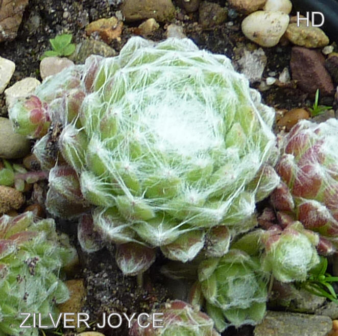 Zilver Joyce