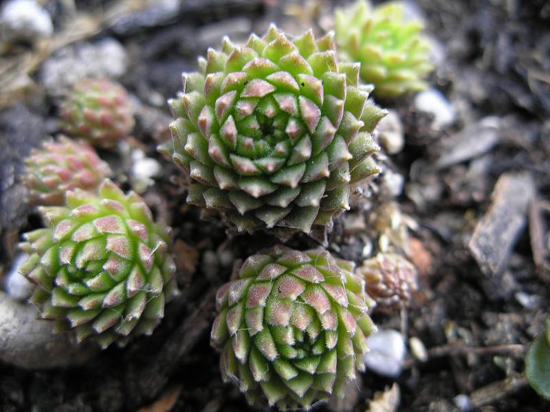 Vitementosum
