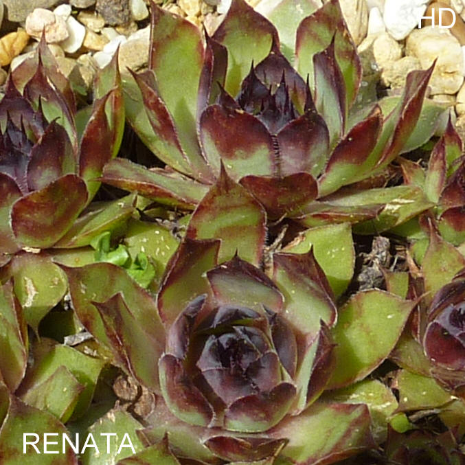 Renata