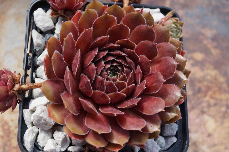 Velvet Blush