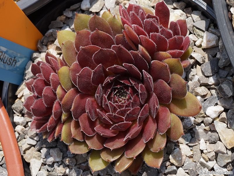 Velvet Blush
