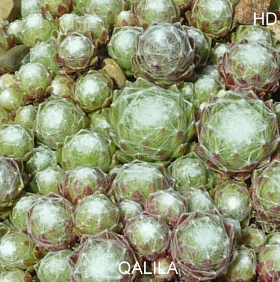 Qalila