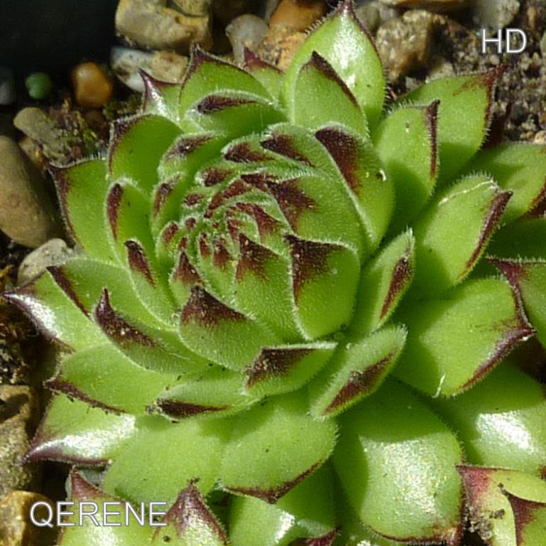 Qerene