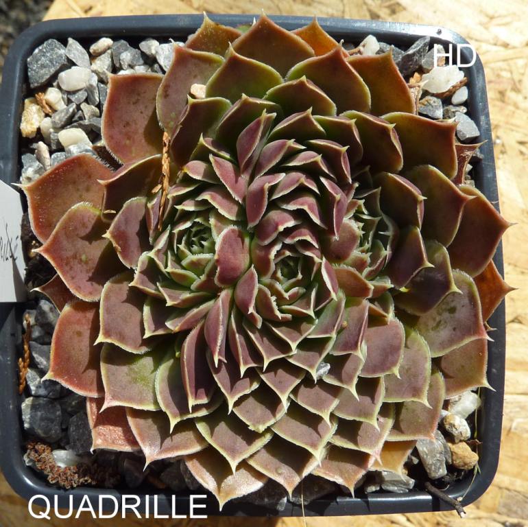 Quadrille / Jovi