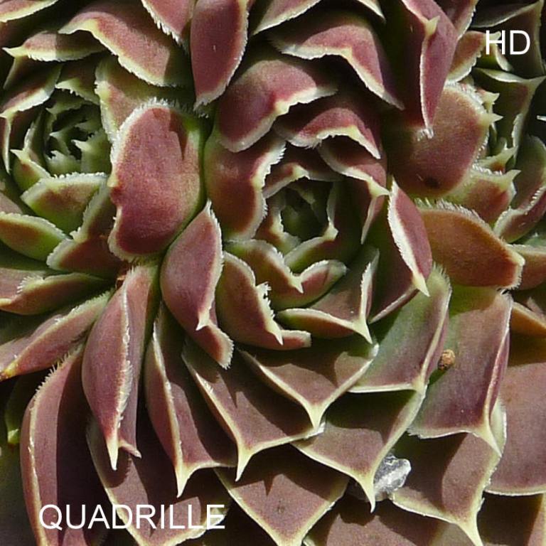 Quadrille / Jovi