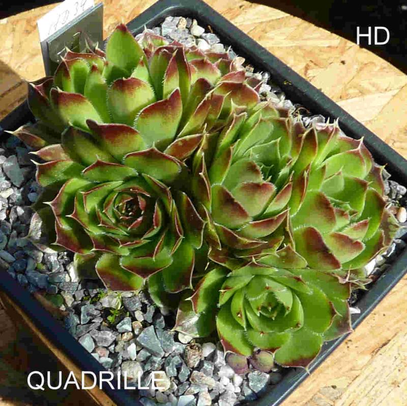 Quadrille / Jovi