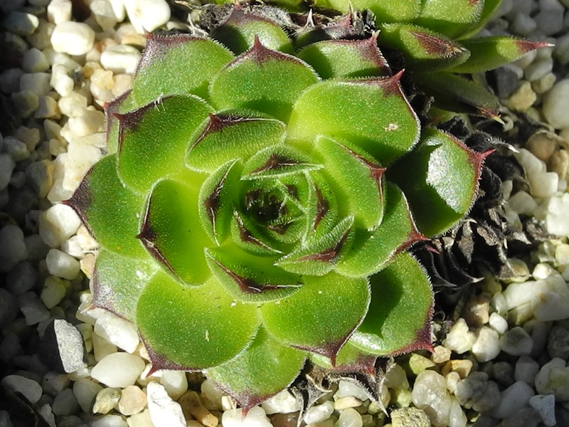 Quasar / Jovi