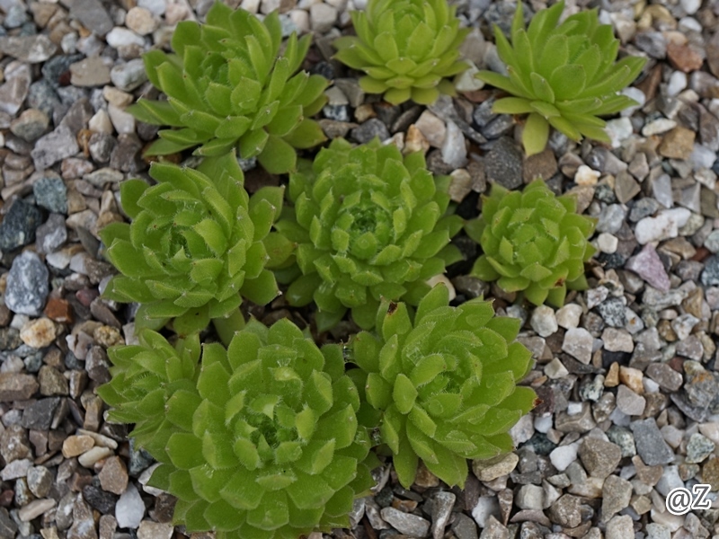 Quatsch