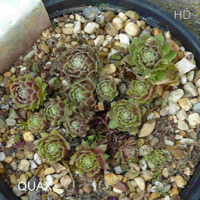 Quax
