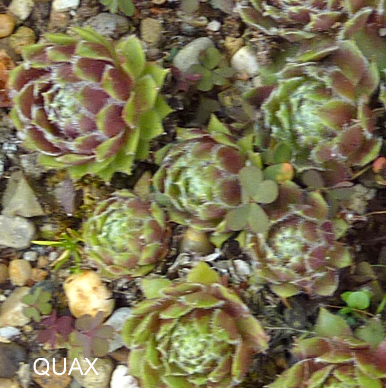 Quax