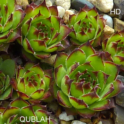 Qublah