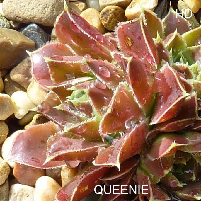 Queenie / Jovi