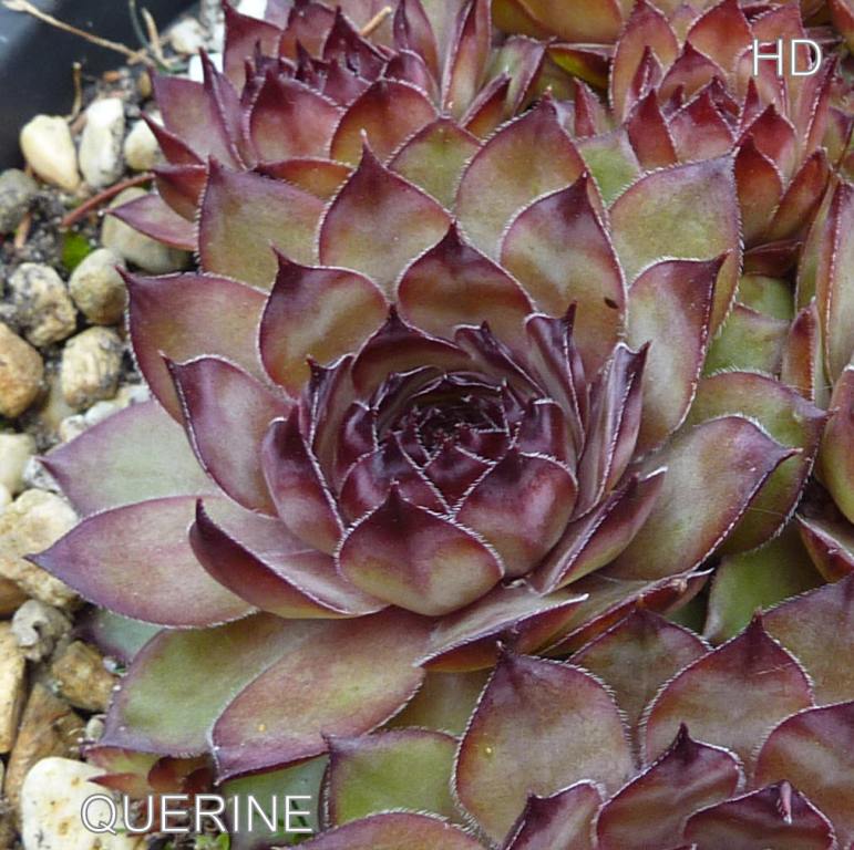 Querine
