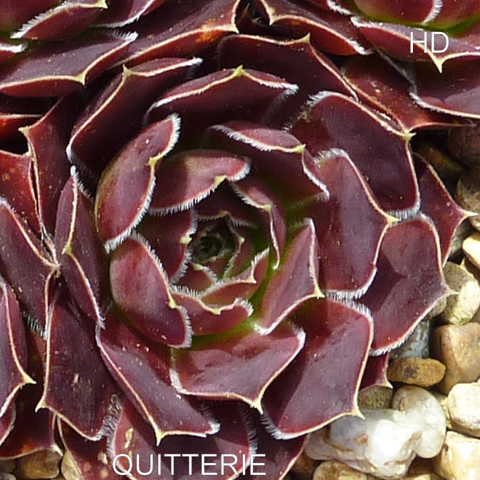 Quitterie / Jovi