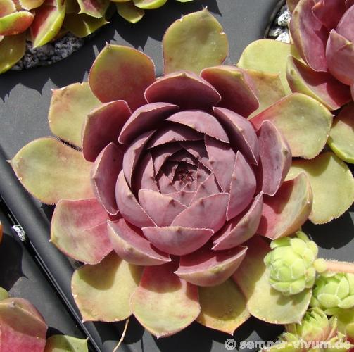 Rosenherz