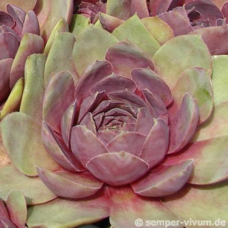Rosenherz