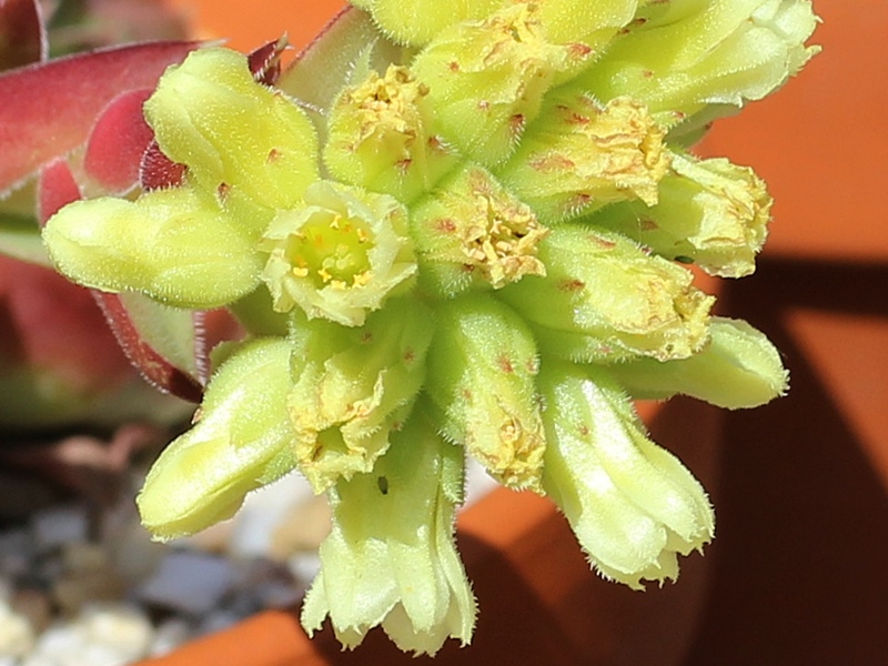 Rosy Tip / Jovi