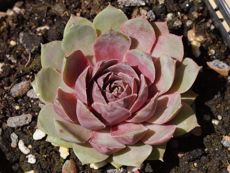 Rosenherz