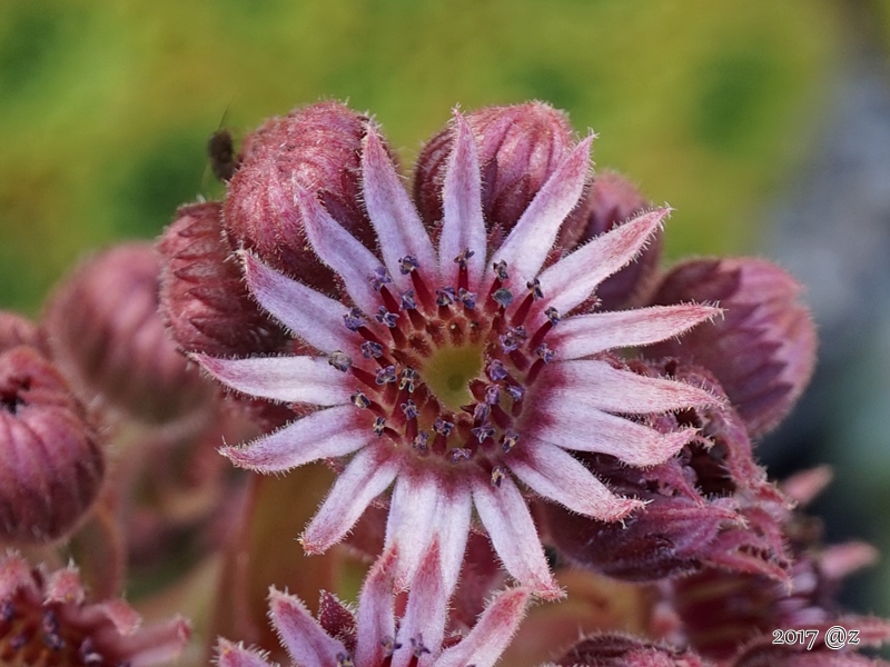 Rosenherz