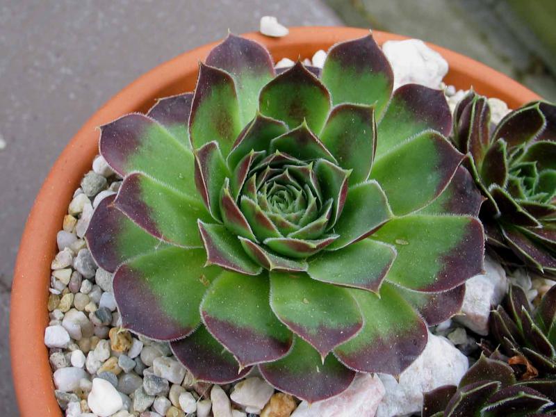 Rosy Tip / Jovi