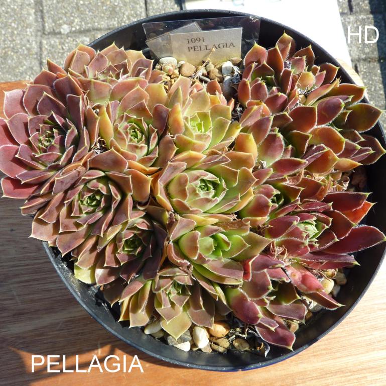 Pelagia / Jovi