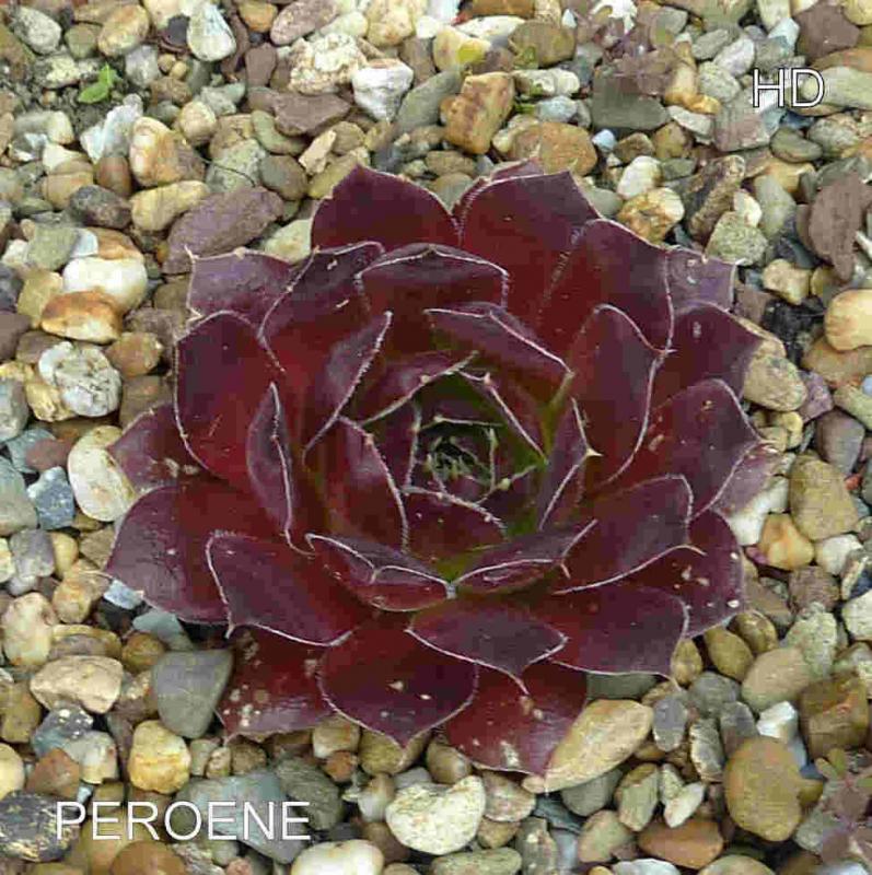 Peroene / Jovi