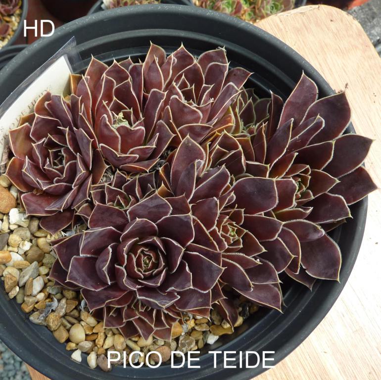 Pico de Teide / Jovi