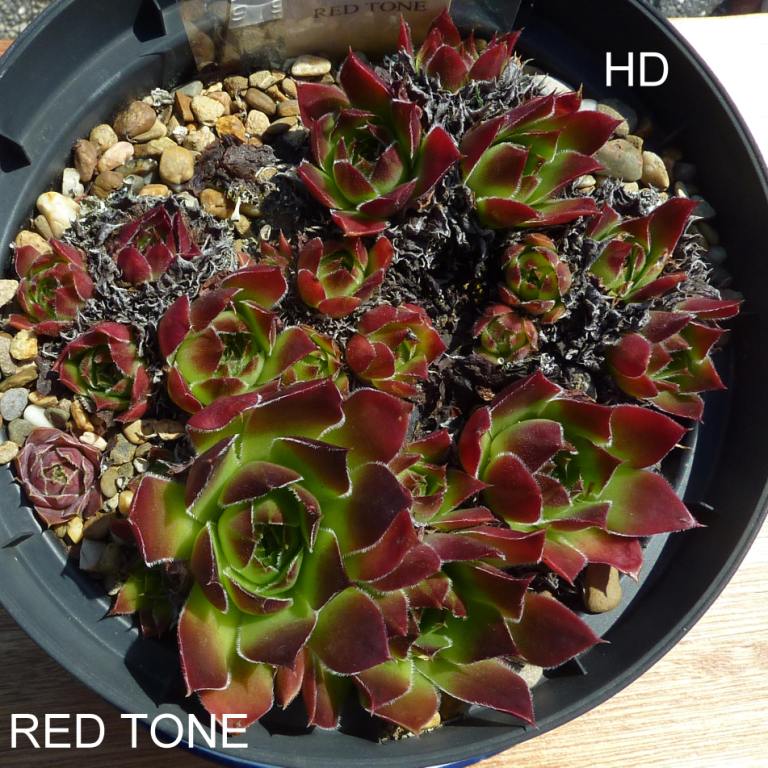 Red Tone / Jovi