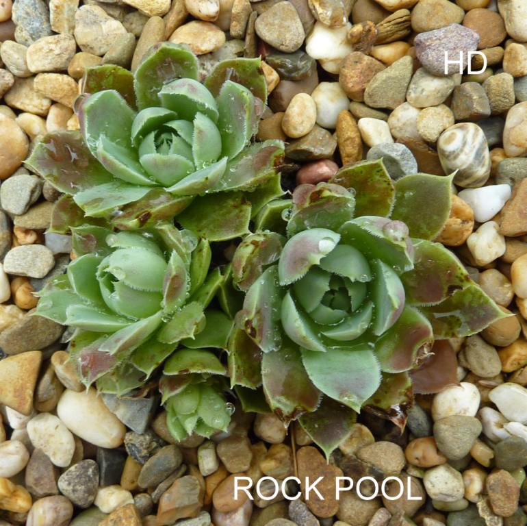 Rock Pool / Jovi