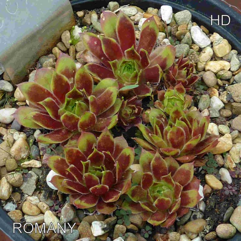 Romany