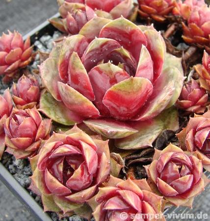 Rosenherz