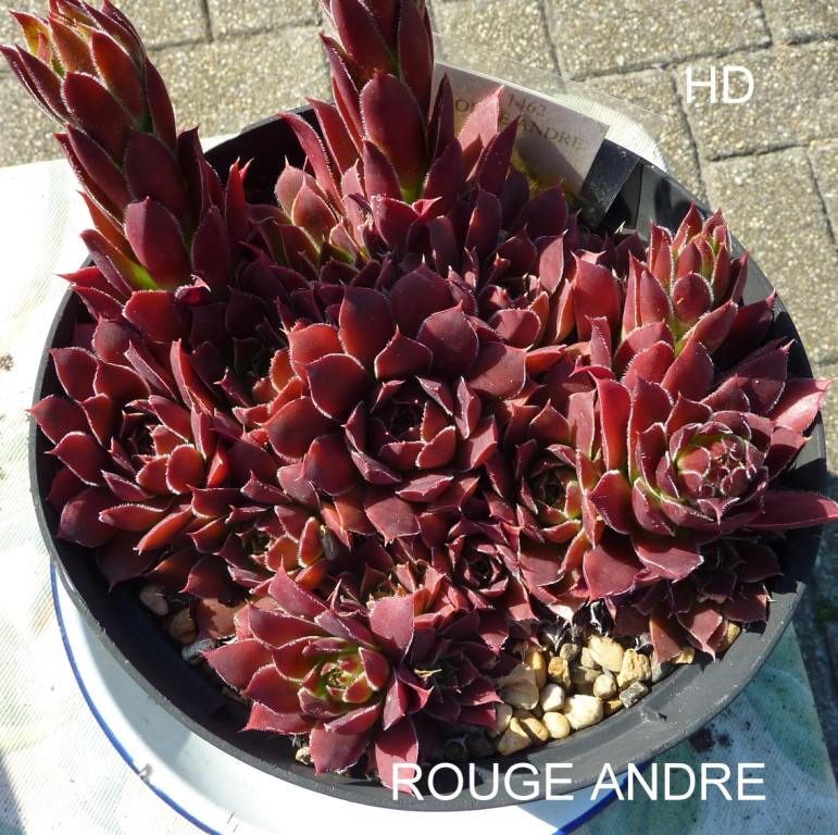 Rouge Andre / Jovi