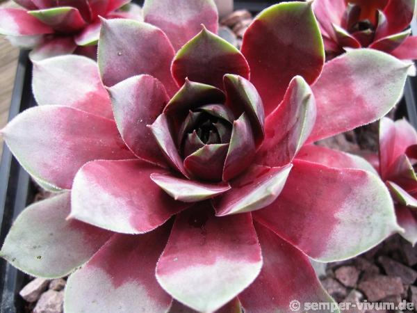 Rosenherz