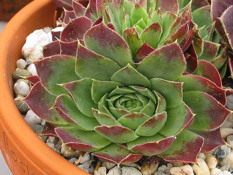 Rosy Tip / Jovi