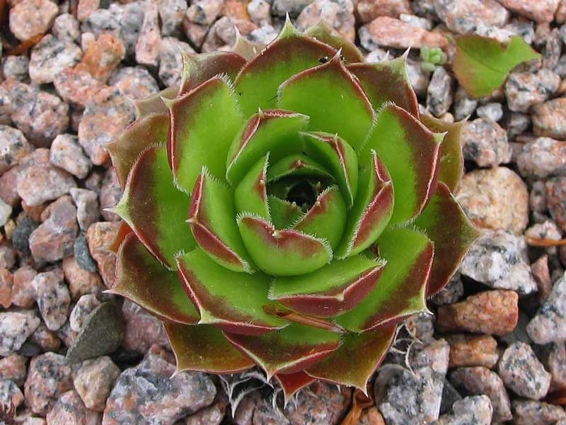 Pfälzer Bicolor/ Jovi