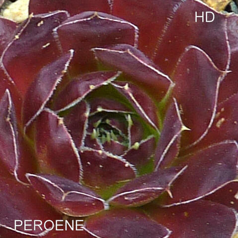 Peroene / Jovi