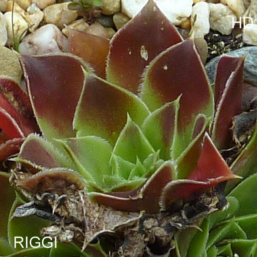 Riggi / Jovi
