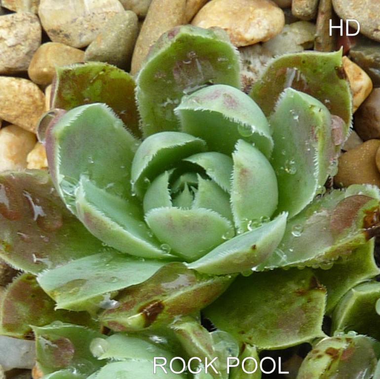 Rock Pool / Jovi