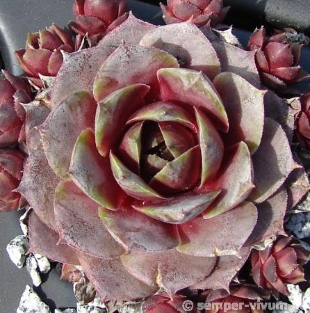 Rosenherz