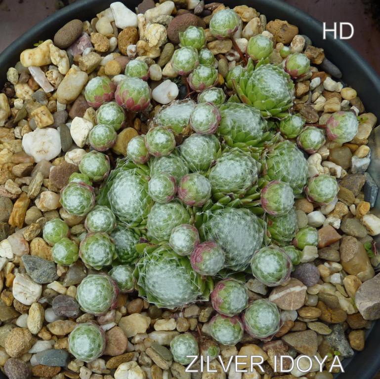 Zilver Idoya