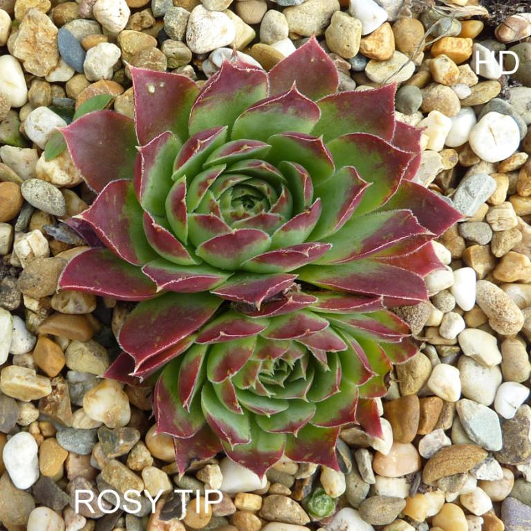 Rosy Tip / Jovi