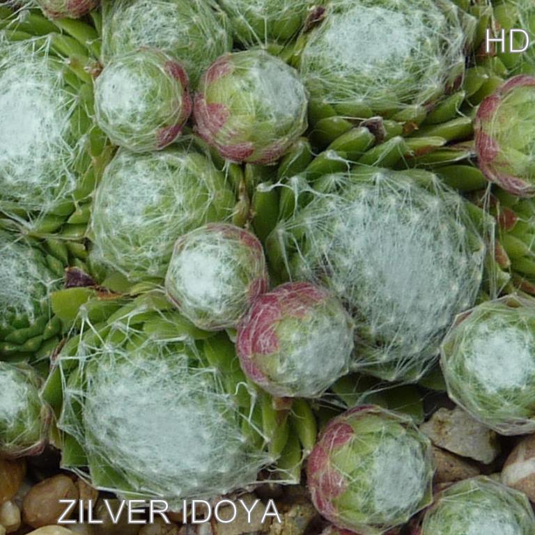 Zilver Idoya