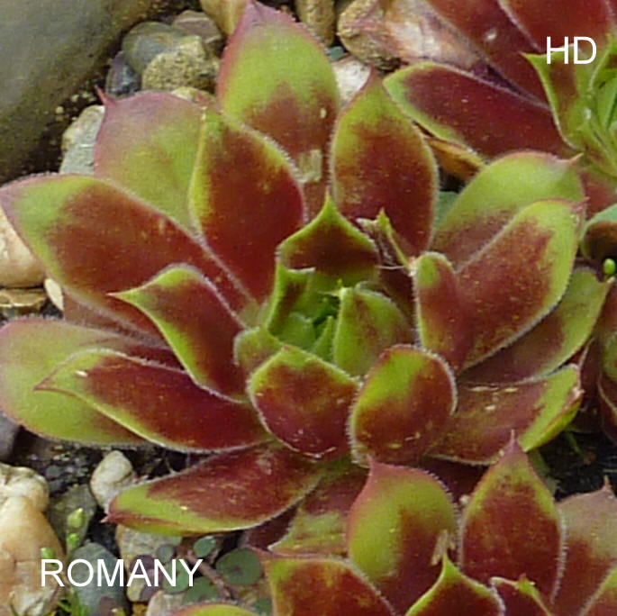 Romany