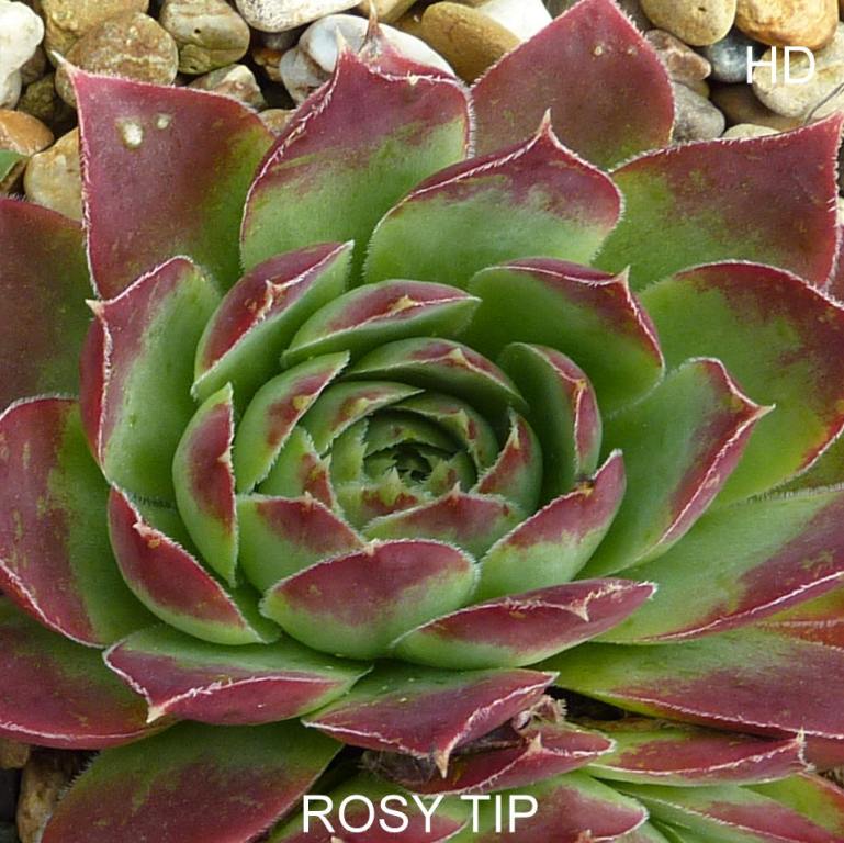 Rosy Tip / Jovi
